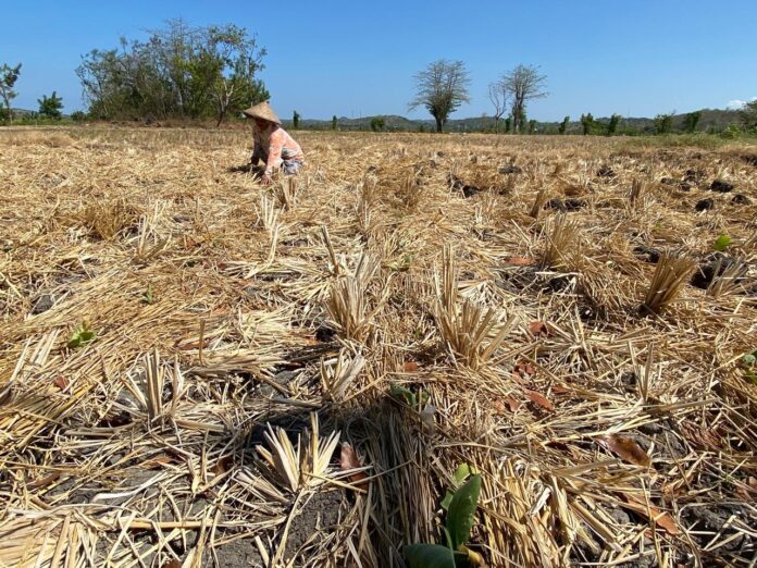 Kemarau Panjang, Musim Tanam di Lotim Mundur hingga Januari 2027