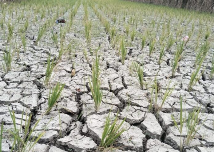 KEKERINGAN - Tanaman padi petani di kawasan Kuripan Lobar ini gersang akibat kekeringan.(EKBIS NTB/her) 82 Dusun Terdampak, Kekeringan di Lobar Dikhawatirkan Picu Kerawanan Pangan