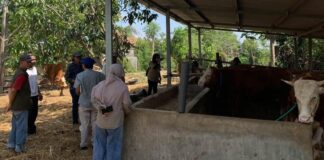 Empat Desa Disurvei untuk Pembibitan Sapi Potong Unggulan Empat Desa Disurvei untuk Pembibitan Sapi Potong Unggulan