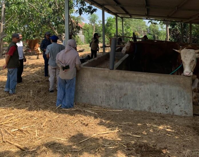 Empat Desa Disurvei untuk Pembibitan Sapi Potong Unggulan