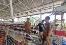 60 Persen Desa Berdaya NTB Pilih Usaha Peternakan 60 Persen Desa Berdaya NTB Pilih Usaha Peternakan
