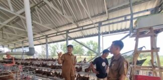 60 Persen Desa Berdaya NTB Pilih Usaha Peternakan 60 Persen Desa Berdaya NTB Pilih Usaha Peternakan