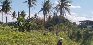 Kondisi Cuaca Masih Jadi Ancaman Terbesar Produktivitas Cabai Kondisi Cuaca Masih Jadi Ancaman Terbesar Produktivitas Cabai
