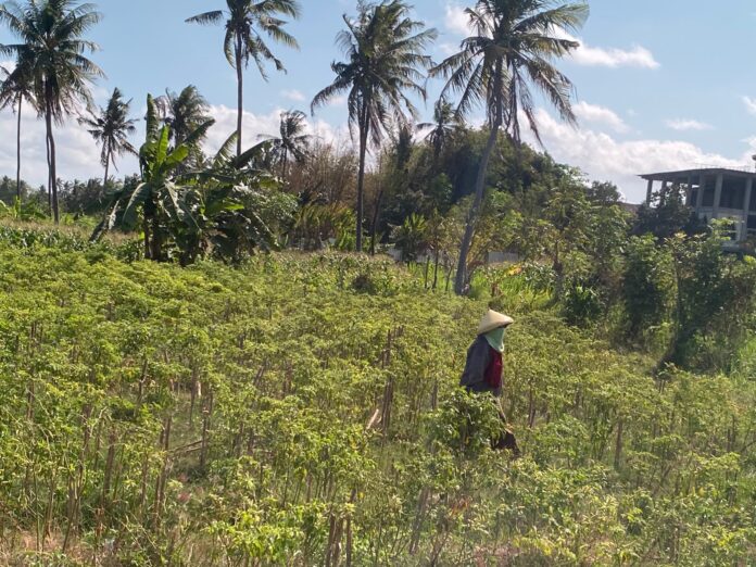 CABAI - Tanaman cabai Lombok Timur. Ancaman penurunan produktivitas cabai mulai membayangi. (EKBIS NTB/rus) Kondisi Cuaca Masih Jadi Ancaman Terbesar Produktivitas Cabai