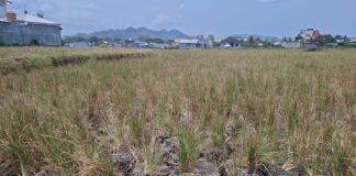 Kekeringan Ekstrem Picu 7 Hektare Tanaman Padi Mati Kekeringan Ekstrem Picu 7 Hektare Tanaman Padi Mati