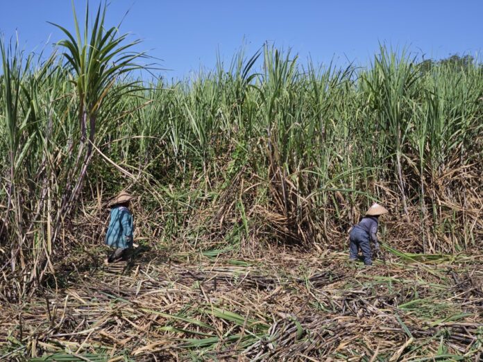 Petani Terima Program Bongkar Raton dan Perluasan Tebu