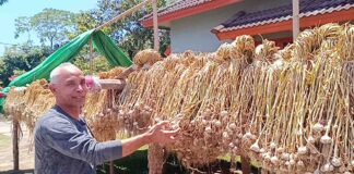 Kebangkitan Bawang Putih Sembalun: BI NTB Dorong Modernisasi Pertanian untuk Tekan Inflasi dan Kejar Swasembada